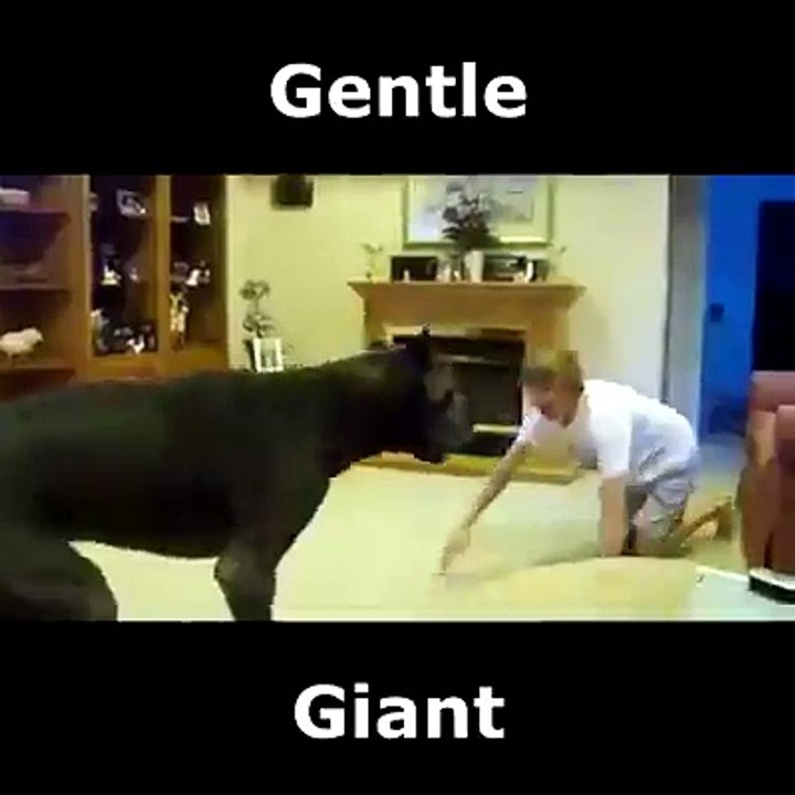 Giant Dog