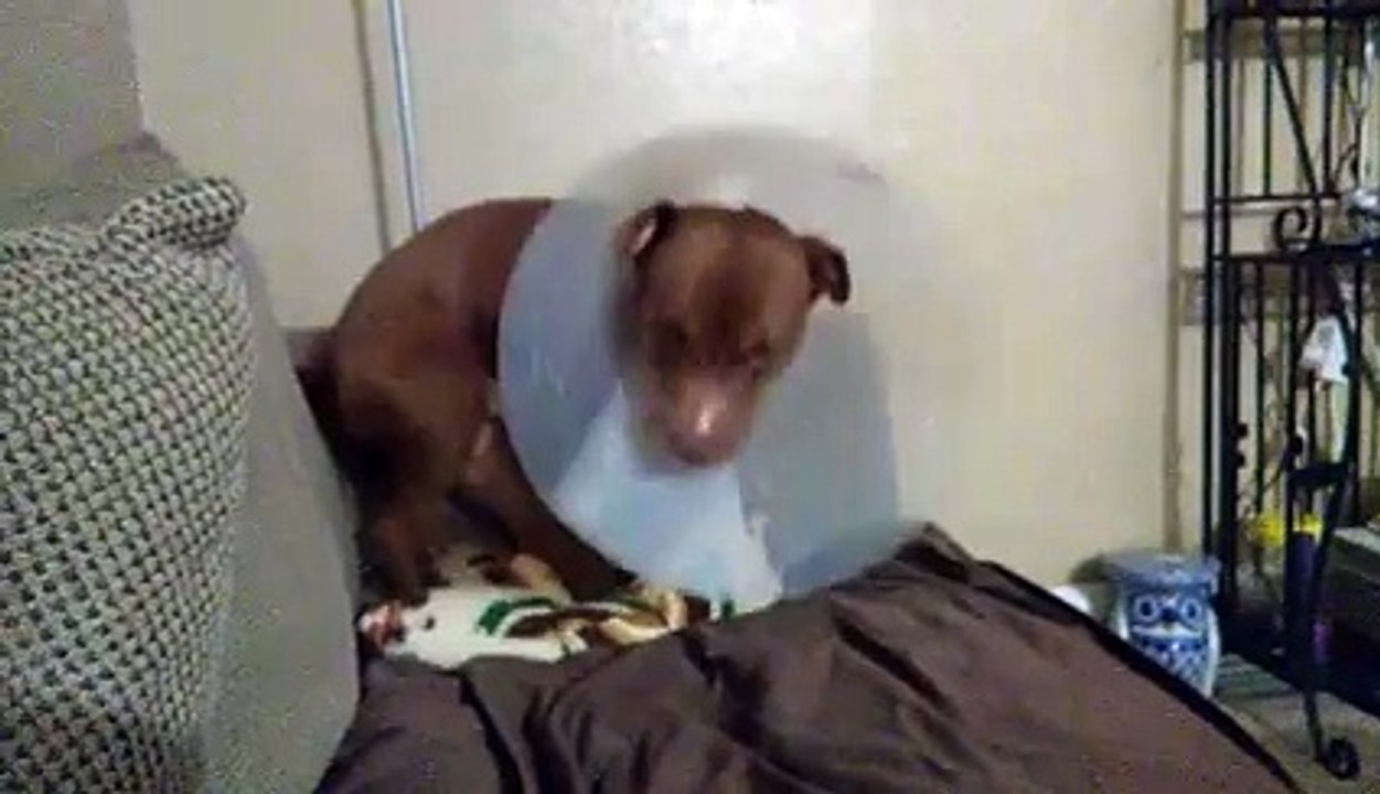 Dog trying to use the pillow as a bed