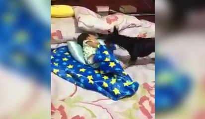 A dog covers a baby in bed