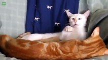Crazy Cats & Crazy Dogs make Funny Faces   Funny Pets Compilation of the Funniest Animals