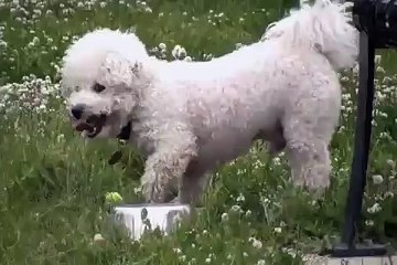 Let Me Tell You About My Best Friend - Bichon Frise