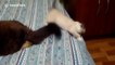 First kitten fight ends in adorable humiliation