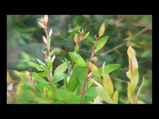 Xem Cách Bắt Cá Rô Đồng Ở Miền Tây