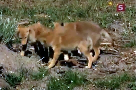 Лесные гиганты - Бизоны! Очень интересный документальный фильм National Geographic.