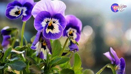 Áo Em Chưa Mặc Một Lần - Karaoke HD [Beat Chuẩn] - (720p)