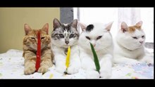 funny cat - funny - cat videos - funny animal- Red pepper