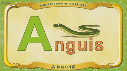 Multipedia of Animals. Letter A - Anguis
