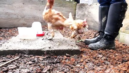 Happy & Hope, first session clickertraining!