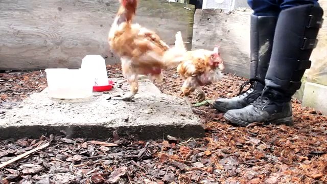 Happy & Hope, first session clickertraining!