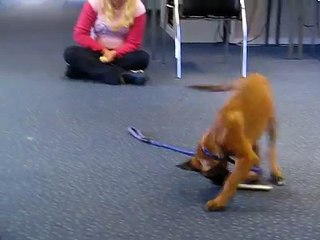 Clickertraining pup- ijzer apport