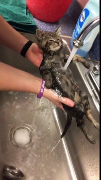 Un chaton sauvé surprend tout le monde par son amour pour le bain!