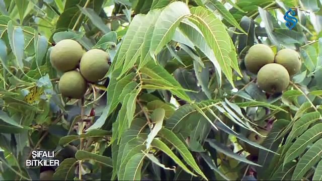 Cevizin Faydaları - Şifalı Bitkiler