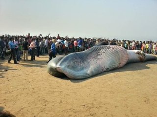 Halk Karaya Vuran Ölü Balinayı Görmek İçin Sahile Akın Etti