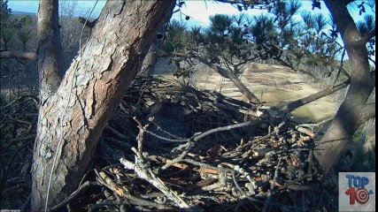 Top 3 Best Eagle Attacks (OWL, DEER & WOLF) -