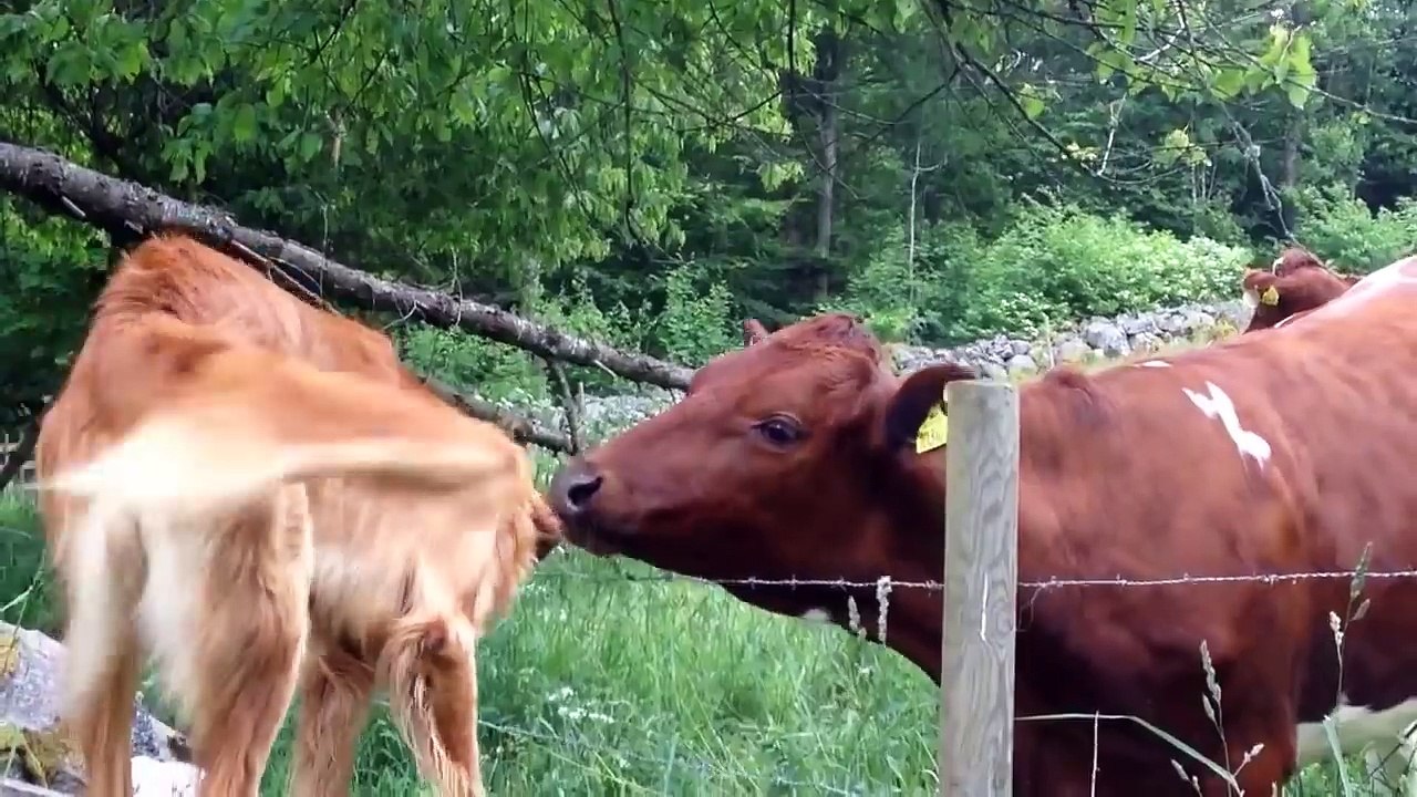 Un chien et une vache meilleurs amis!
