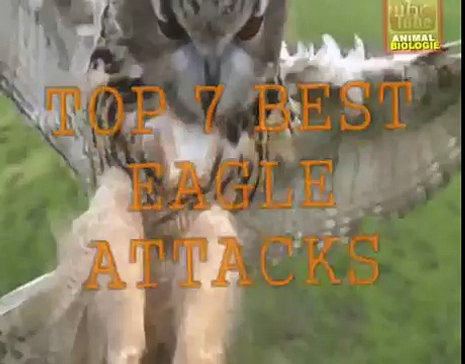 Top 7 Best Eagle Attacks (GRIZZLY,KANGAROO..