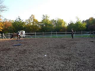 Clickertraining mit Hylling 78