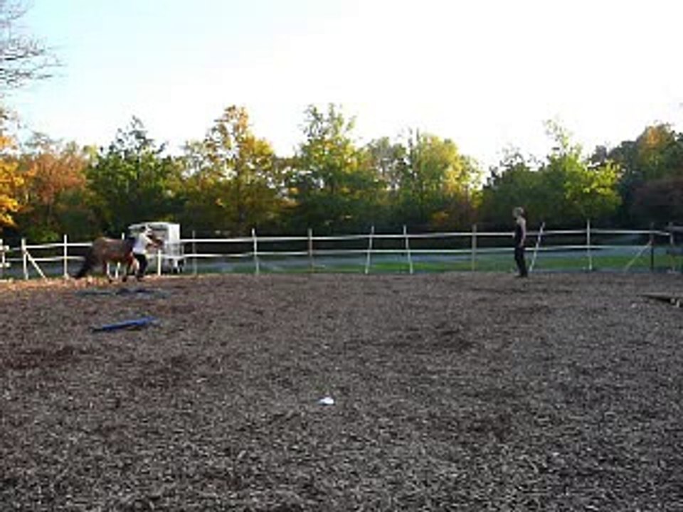 Clickertraining mit Hylling 78