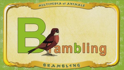 Multipedia of Animals. Letter B - Brambling