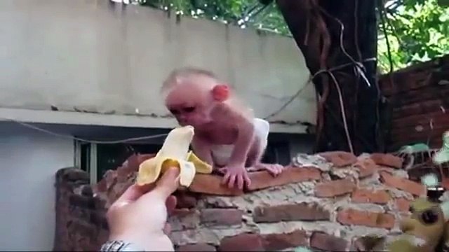 Смешные Обезьянки и Дети! Funny Monkeys and Children!