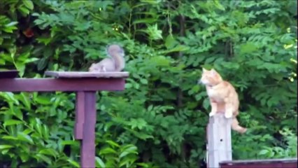 Ne jamais tourner le dos à un écureuil... Pauvre chat