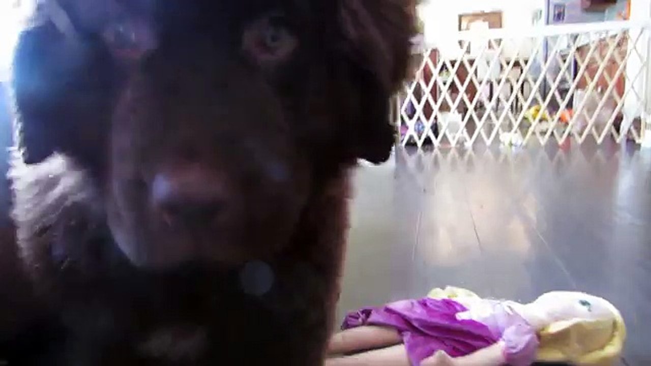 Good Boy Samson...Wait!  Oh no!
