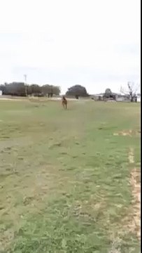 La vidéo la plus beau cheval SMART nourrir son cheval