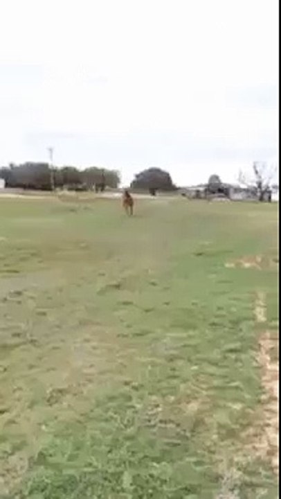 La vidéo la plus beau cheval SMART nourrir son cheval