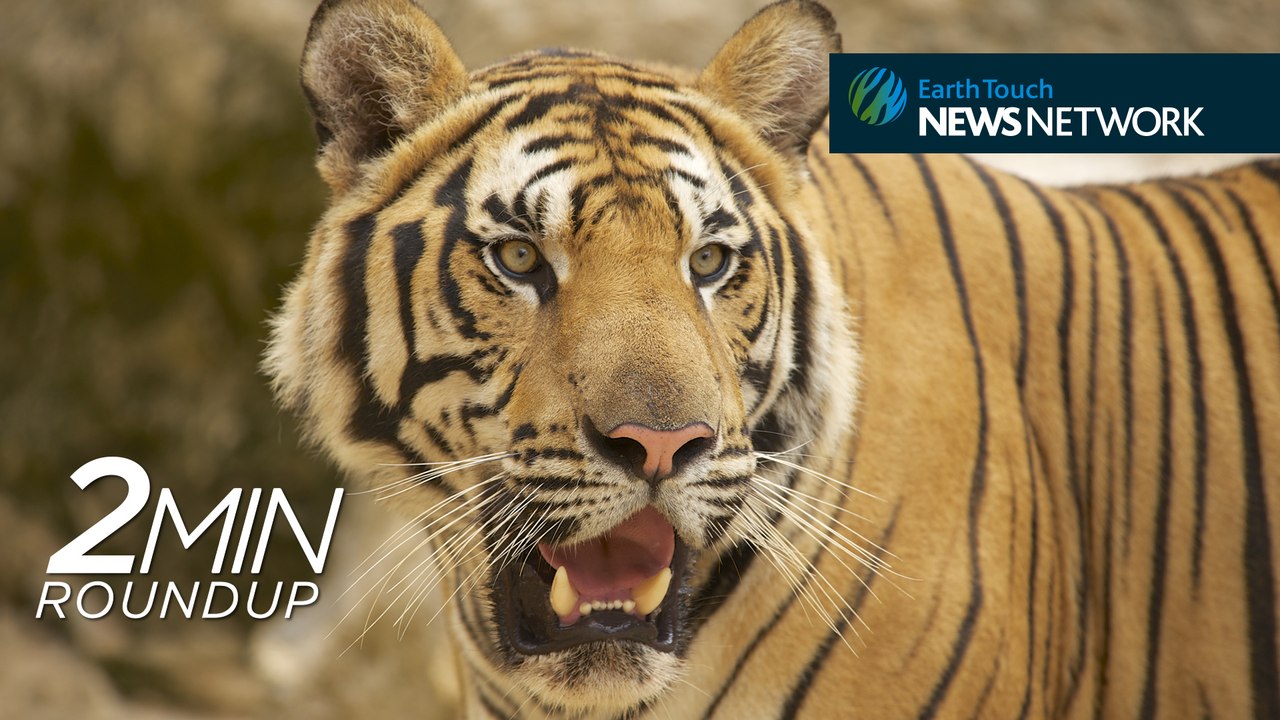 Tiger Temple controversy, Yahoo in trouble & a sloth stuck in the road
