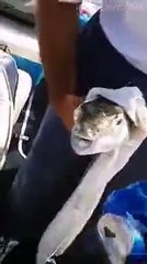 The fish you never seen before waaaao