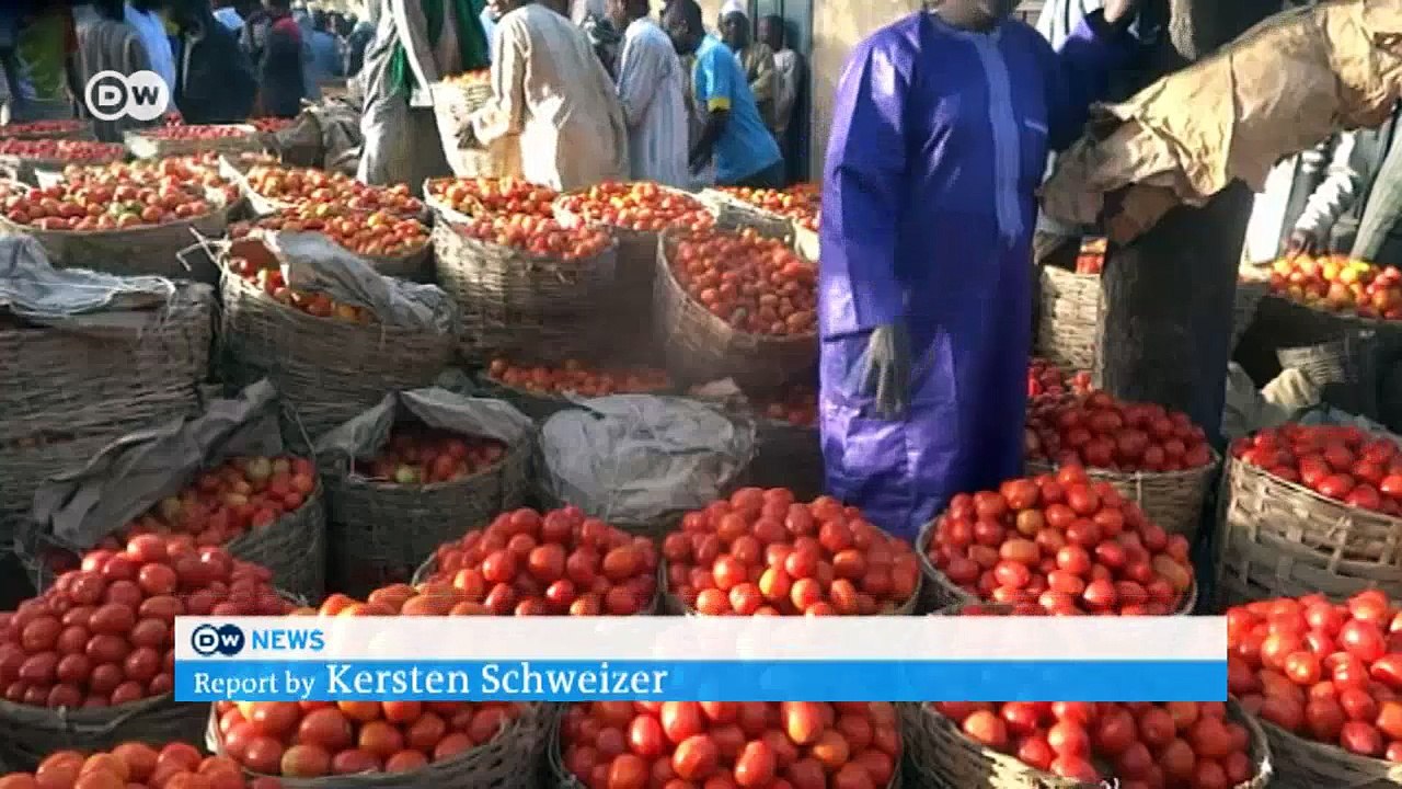 Africa's richest man turns eye to Nigerian farms | Business