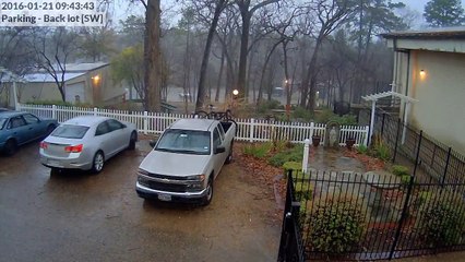 Un arbre tranché en deux sous l'impact de la foudre