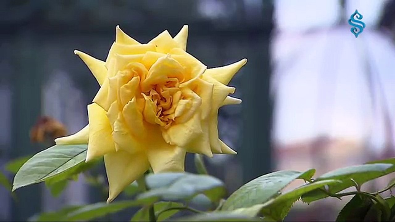 Kurban - M.Zeyd Yıldız HD YENİ KLİB