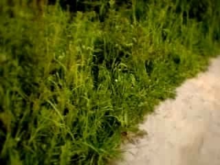 Trail Bondues