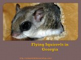 Facts About Flying Squirrel in Georgia