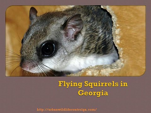 Facts About Flying Squirrel in Georgia