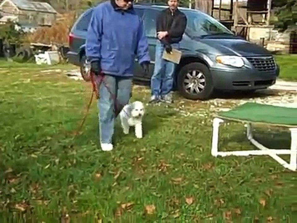 Dog Training, Sit  stay and Down with a Bichon Frise