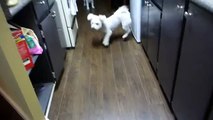 Bichon Frise Dog Playing with Bubbles