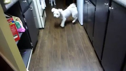 Bichon Frise Dog Playing with Bubbles
