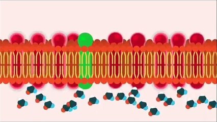 How To Lose Weight Fast for Women - The Beta Switch Review