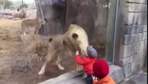 A Lioness Tries To Play With Baby From Behind The Glass (FULL HD)