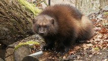 Les Gloutons au Parc Animalier de Sainte Croix