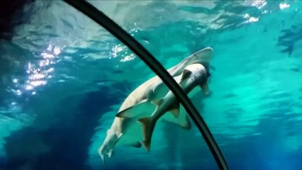 Shark eats another shark in South Korea aquarium