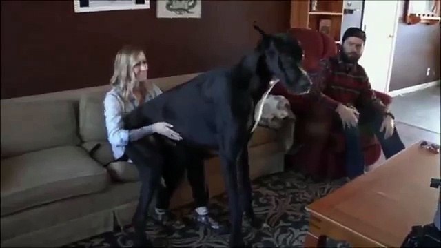 Rocko: il cane più grande del mondo nel 2016