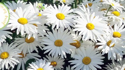 Law of Attraction for Kids - Love