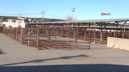 Osmaniye - Hayvan Giriş Çıkışlarının Yasaklandığı Osmaniye'de Aşılama Devam Ediyor