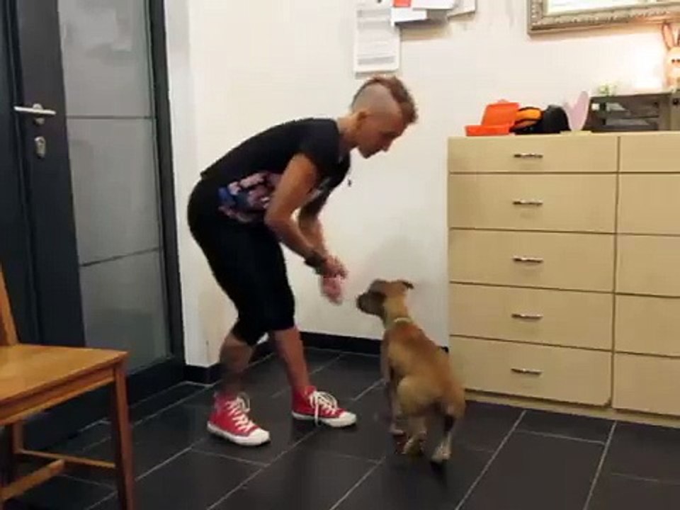 Clickertraining - erweiterter Blickkontakt