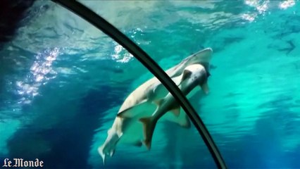 Requin cannibale dans un aquarium sud-coréen