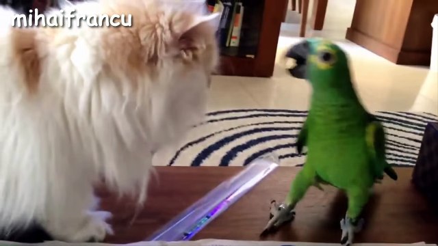 Funny Parrots Annoying Cats Compilation NEW HD