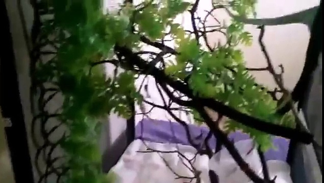 Chameleon care guide